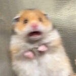 The Devonport