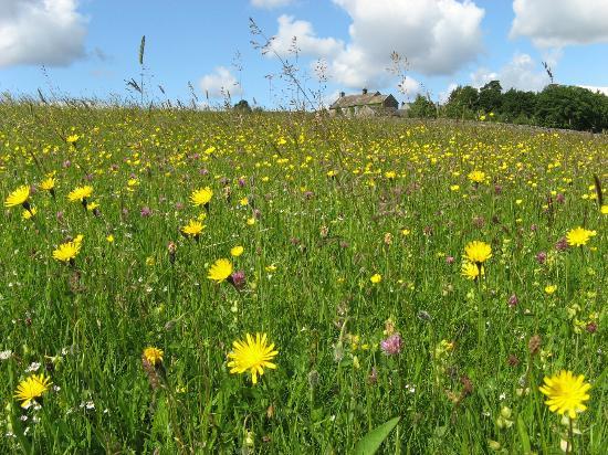 North Pennines Area of Outstanding Natural Beauty